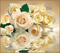 Белые розы 294х260см (12л). Фотообои VIP + клей