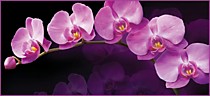 Зеркальная орхидея 294х134см (6л). Фотообои VIP + клей
